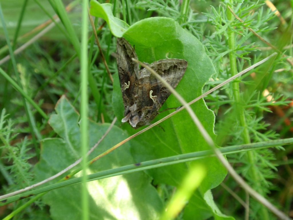 Błyszczka jarzynówka (Autographa gamma)