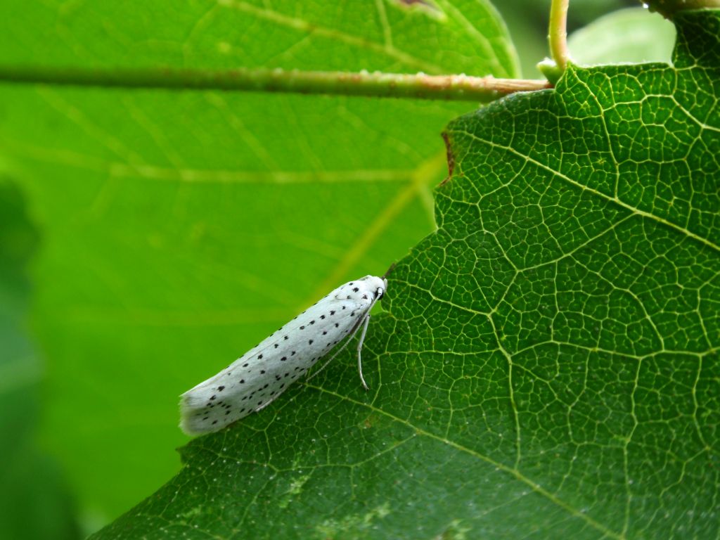 Namiotnik czeremszaczek (Yponomeuta evonymella)