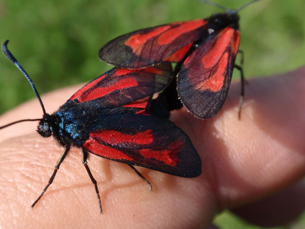 Kraśnik purpuraczek (Zygaena purpuralis)