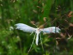Piórolotek śnieżynka (Pterophorus pentadactyla)