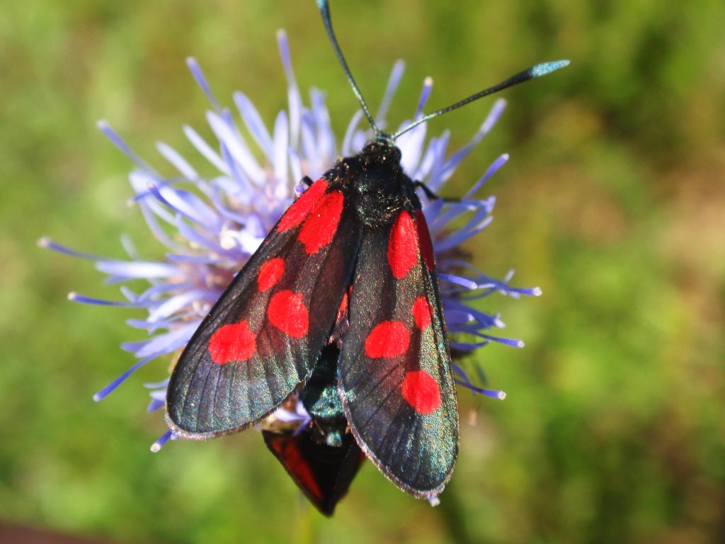 Kraśnik pięcioplamek (Zygaena trifolii)