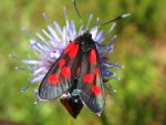 Kraśnik pięcioplamek (Zygaena trifolii)