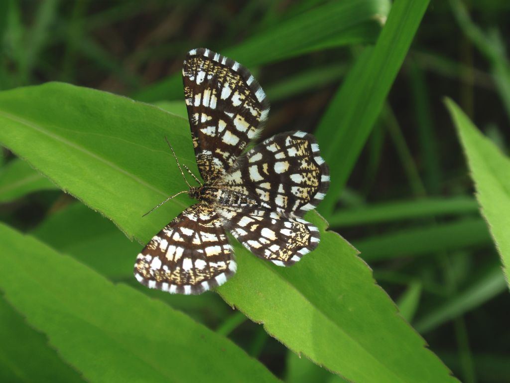 Witalnik nostrzak (Semiothisa clathrata)