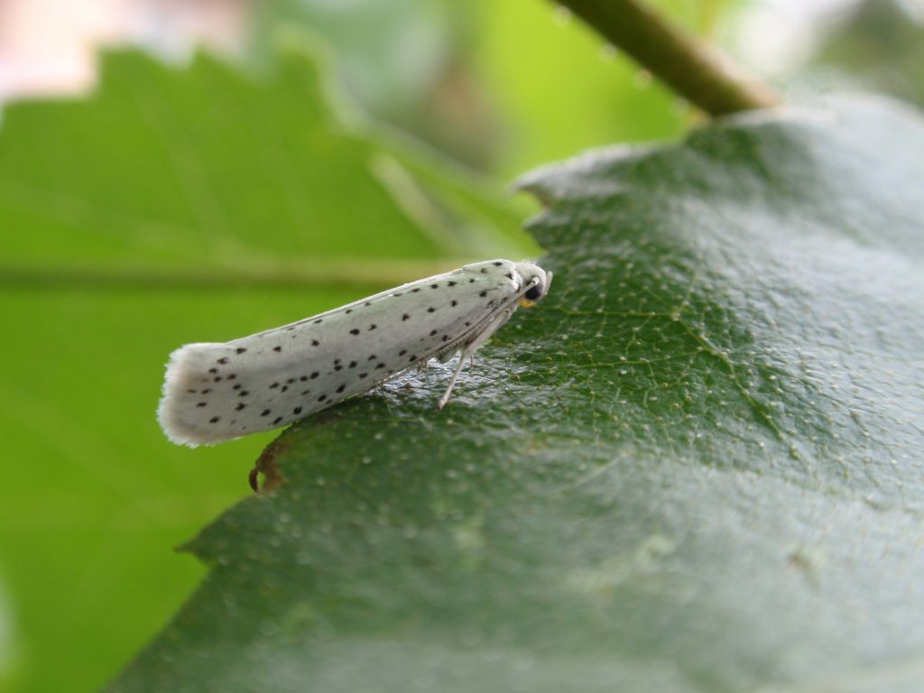 Namiotnik czeremszaczek (Yponomeuta evonymella)