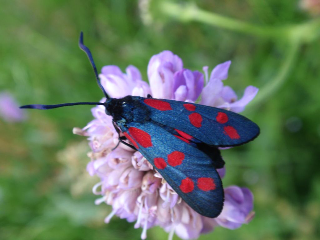Kraśnik sześcioplamek (Zygaena filipendulea)
