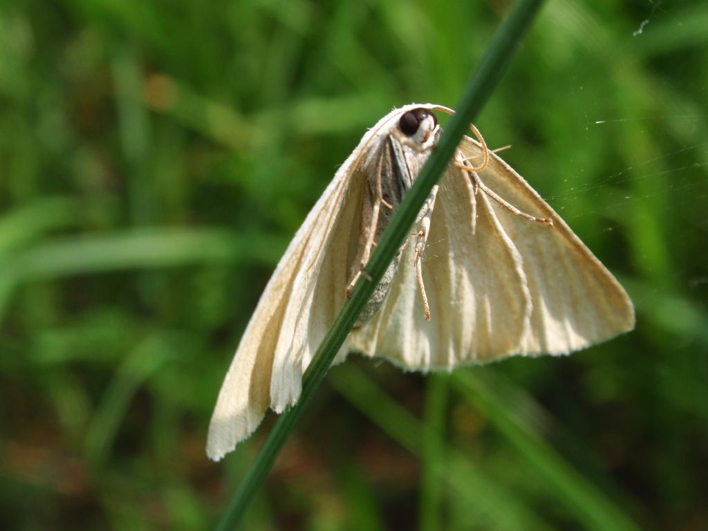 Cebera pusaria