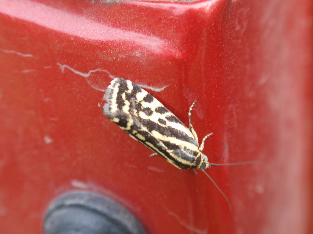Polnica szachowniczka (Emmelina trabealis)
