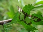 Plamieniec nabuczak (Lomaspilis marginata)