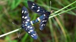Oblaczek granatek (Amata phegea)