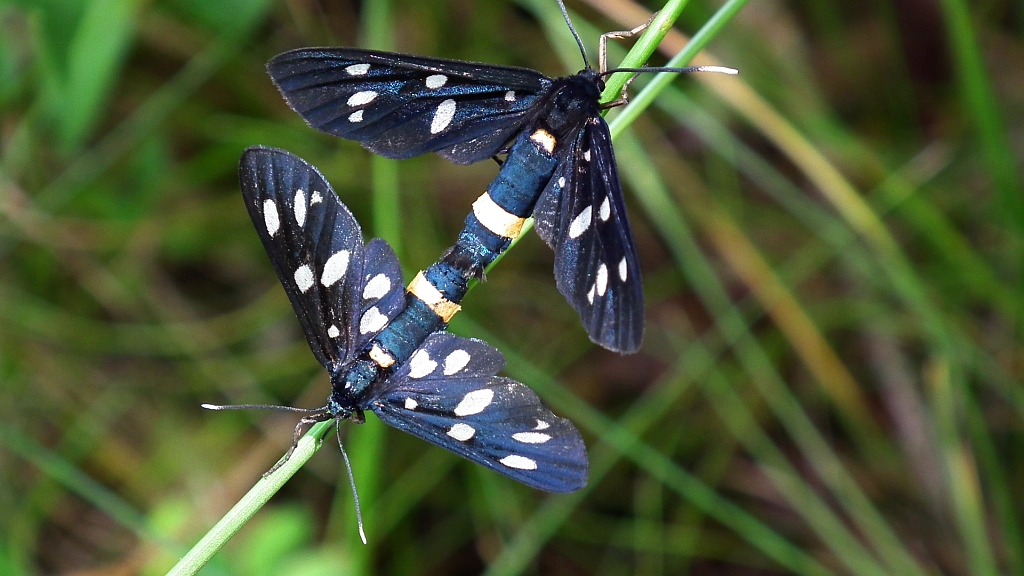 Oblaczek granatek (Amata phegea)