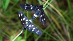 Oblaczek granatek (Amata phegea)