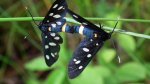 Oblaczek granatek (Amata phegea)