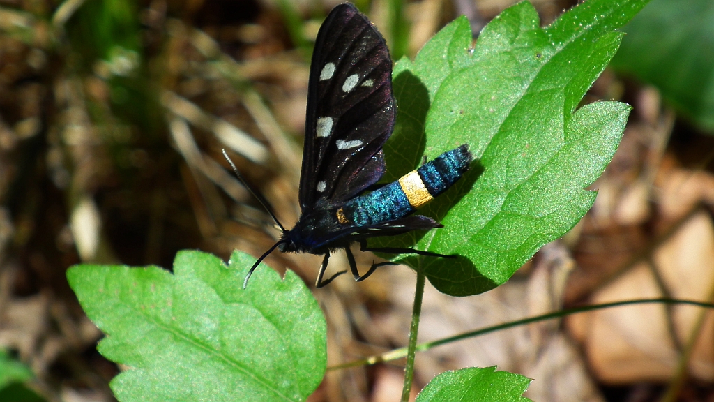 Oblaczek granatek (Amata phegea)