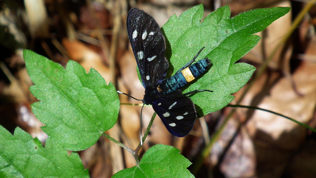 Oblaczek granatek (Amata phegea)