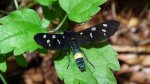 Oblaczek granatek (Amata phegea)