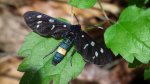 Oblaczek granatek (Amata phegea)