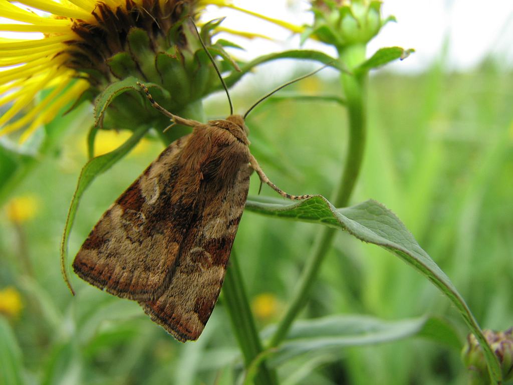 Cryptocala chardinyi