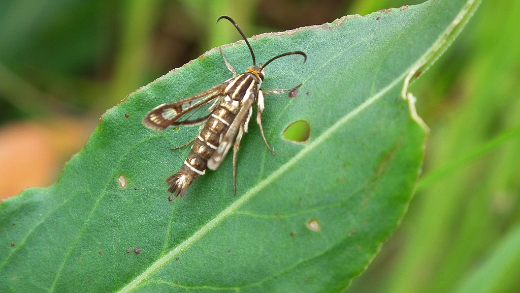 Chamaesphecia empiformis