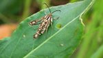 Chamaesphecia empiformis