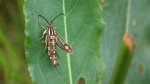 Chamaesphecia empiformis