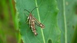 Chamaesphecia empiformis