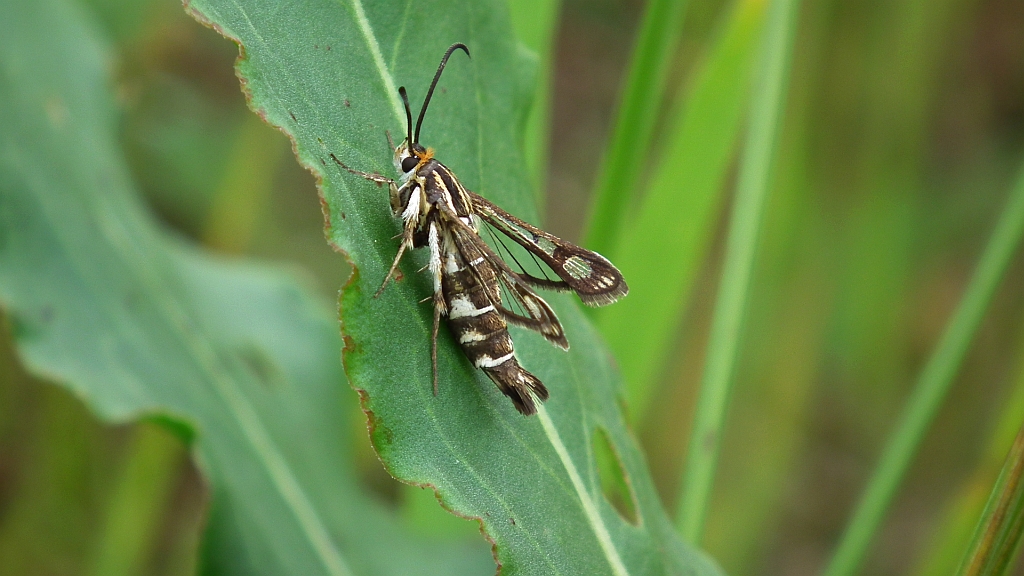 Chamaesphecia empiformis