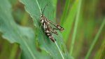 Chamaesphecia empiformis