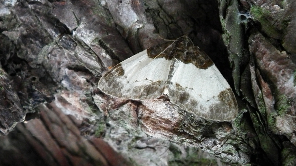 Paśnik kukułczak (Catarhoe cuculata)