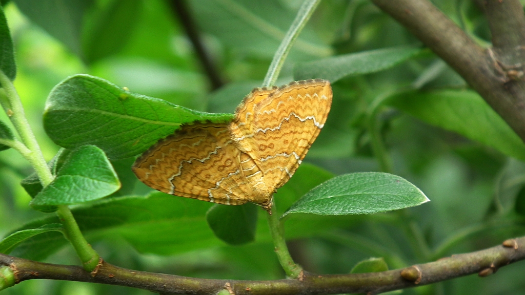 Paśnik goździeniak (Camptogramma bilineata)