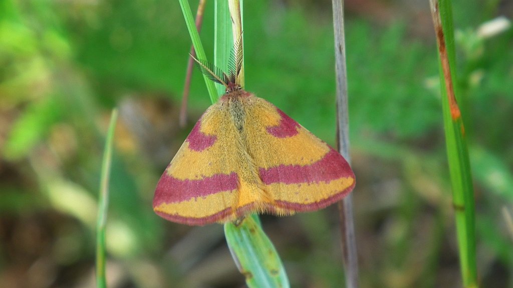 Sudamek szczawiak (Lythria cruentaria)