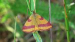 Sudamek szczawiak (Lythria cruentaria)