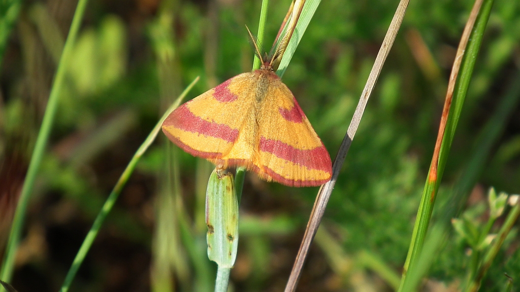 Sudamek szczawiak (Lythria cruentaria)