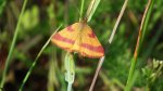 Sudamek szczawiak (Lythria cruentaria)