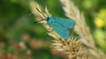 Lśniak szmaragdek (Adscita statices)