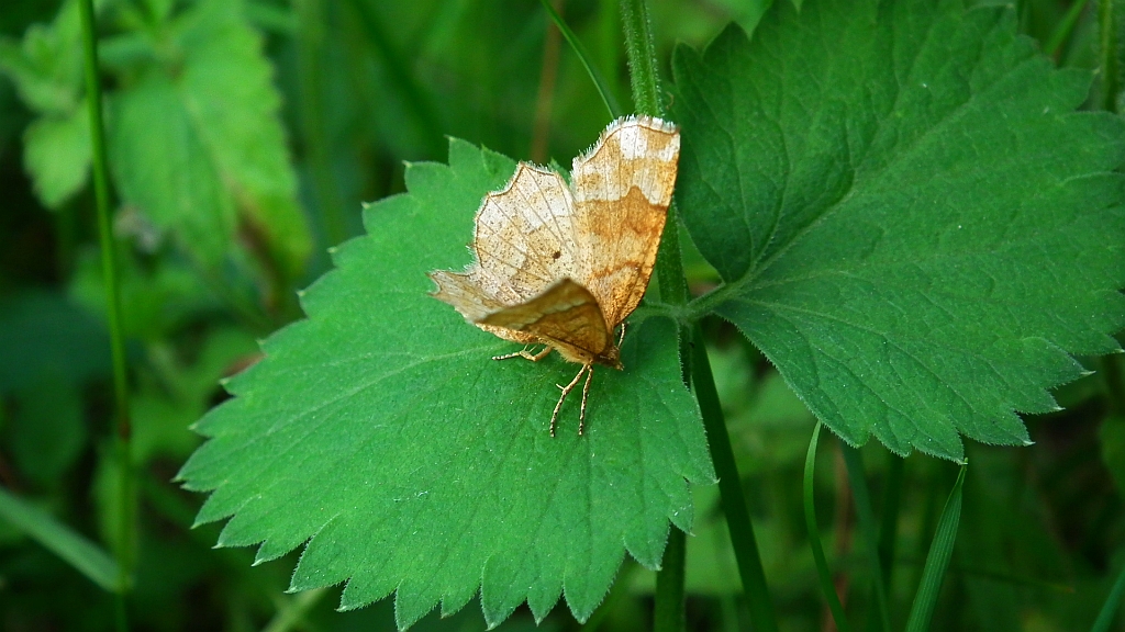 Cefis borówczak (Cepphis advenaria)
