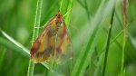 Krocznik zorzak (Idaea muricata)