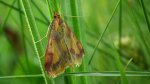 Krocznik zorzak (Idaea muricata)