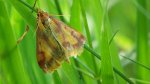 Krocznik zorzak (Idaea muricata)