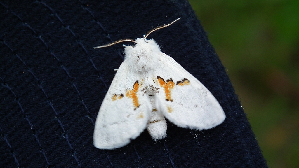 Białoząbka dwubarwica (Leucodonta bicoloria)