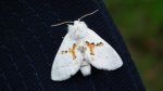 Białoząbka dwubarwica (Leucodonta bicoloria)