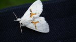 Białoząbka dwubarwica (Leucodonta bicoloria)