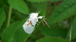 Białoząbka dwubarwica (Leucodonta bicoloria)