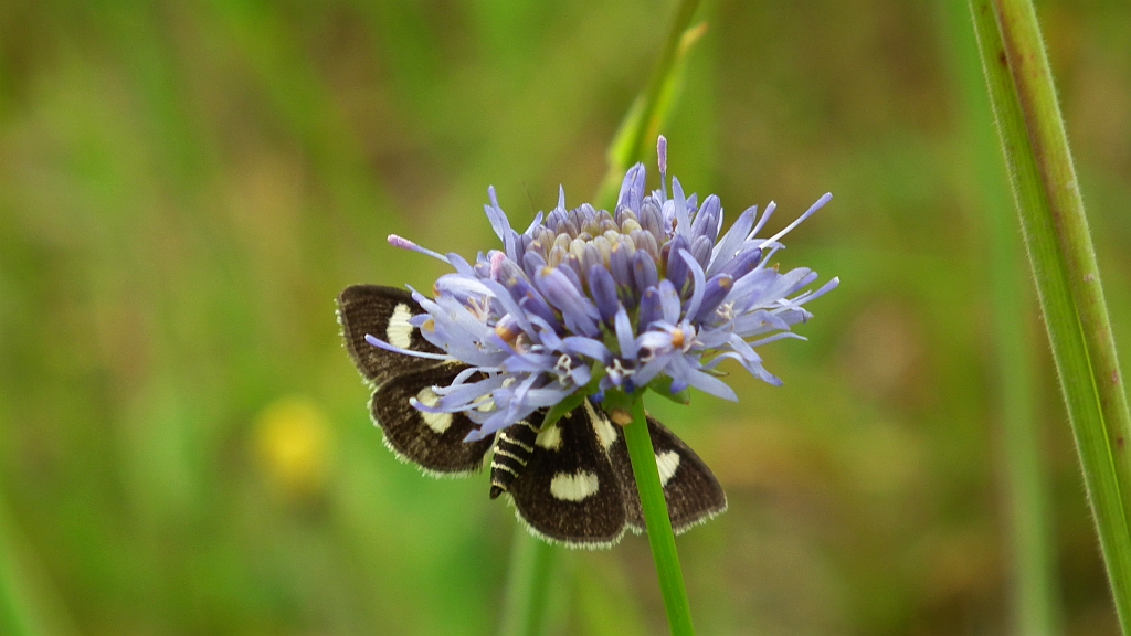 Anania funebris