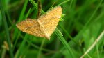 Paśnik goździeniak (Camptogramma bilineata)