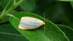 Łada dwukropka, porostnica szeroka (Cybosia mesomella)