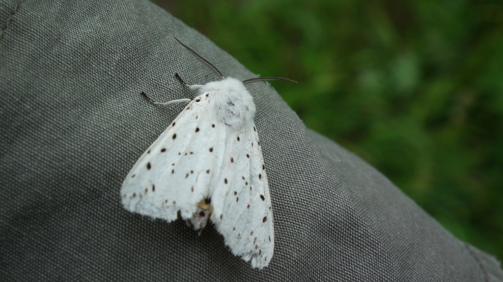 Szewnica miętówka (Spilosoma lubricipeda)