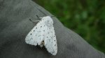 Szewnica miętówka (Spilosoma lubricipeda)