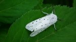 Szewnica miętówka (Spilosoma lubricipeda)