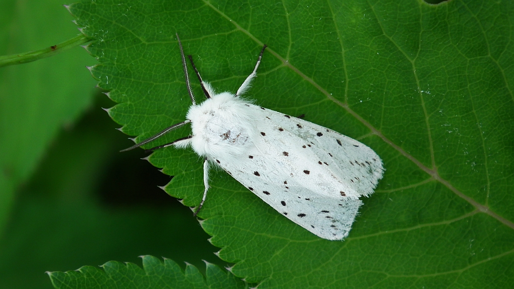 Szewnica miętówka (Spilosoma lubricipeda)