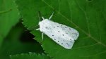 Szewnica miętówka (Spilosoma lubricipeda)